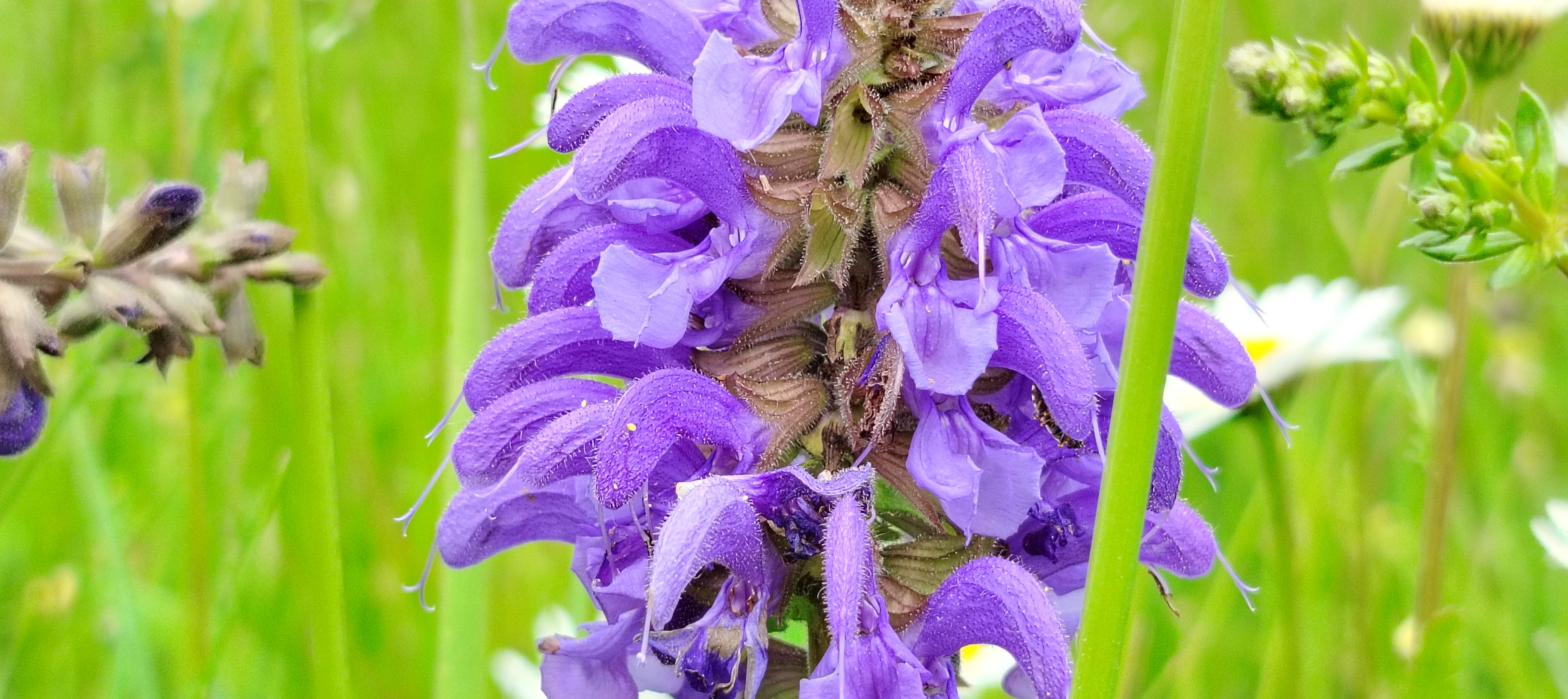 Wiese Salbei Kugel